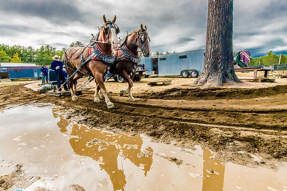 ScottLinscottPhoto-horses-2