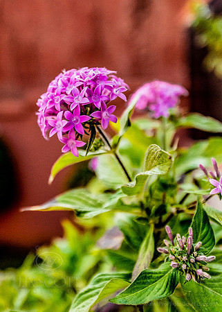 ScottLinscottPhoto-8490