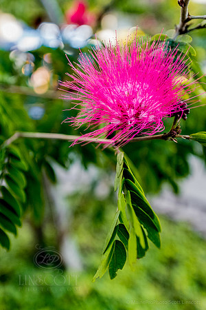 ScottLinscottPhoto-8565