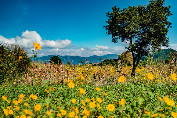 ScottLinscottPhoto-Guatemala-13