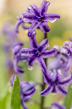 Scenic-LinscottPhoto-3018