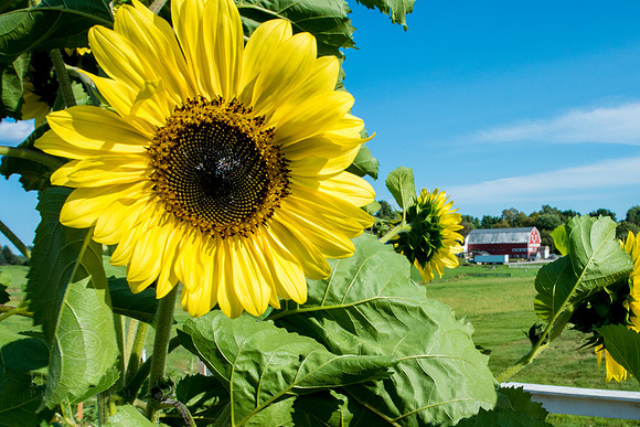 LinscottPhoto-Smilinghill-4018