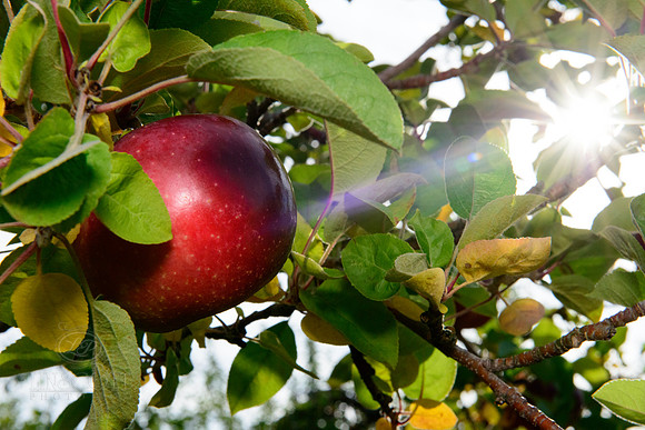 Linscott Family Apples-8555
