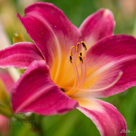 ScottLinscottPhoto-118