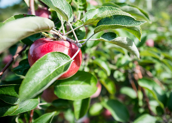Apple picking