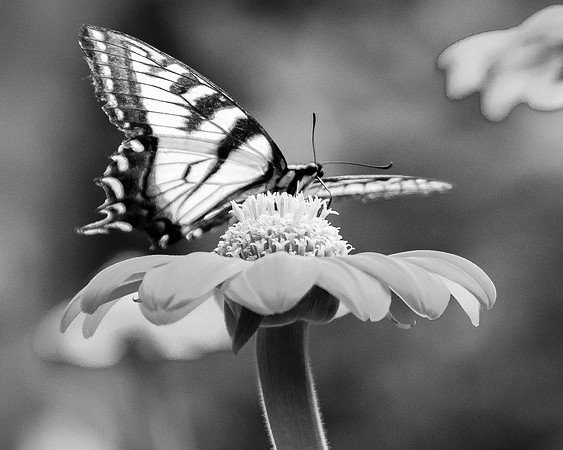 LinscottPhoto-8529 BW butterfly