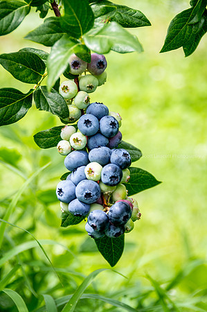 ScottLinscottPhoto-Berries-8112