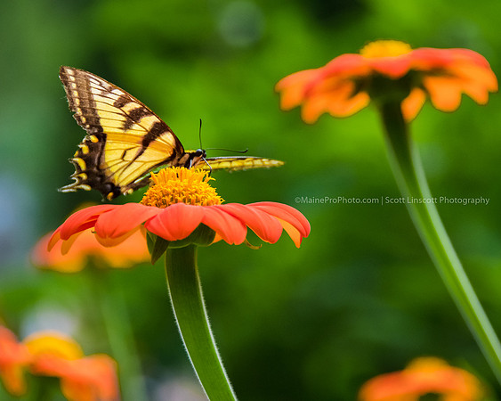 ScottLinscottPhoto-8529