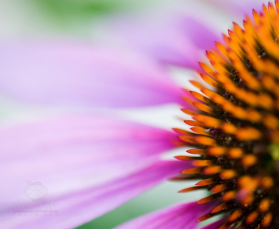 ScottLinscottPhoto-7352