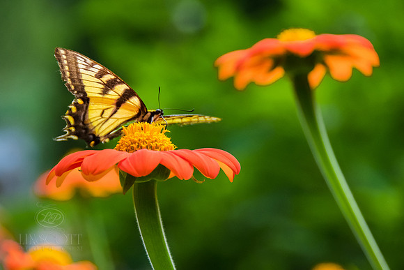 ScottLinscottPhoto-8529