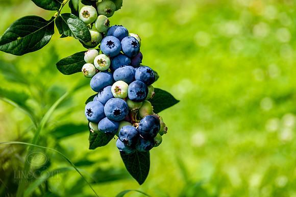 ScottLinscottPhoto-Berries-8111
