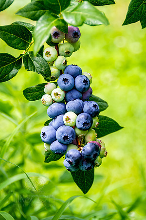 ScottLinscottPhoto-Berries-8112