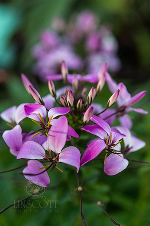 ScottLinscottPhotography--9547