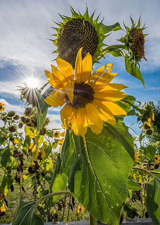 Sun flower