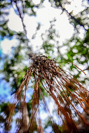 Banyan Tree Roots