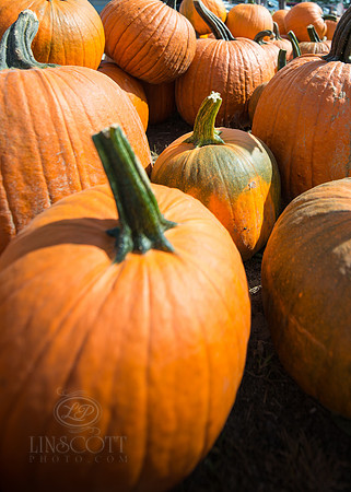 Pick a Pumpkin