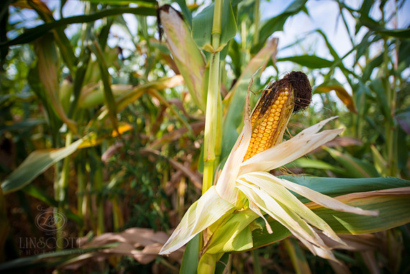 Fall Corn Stalk
