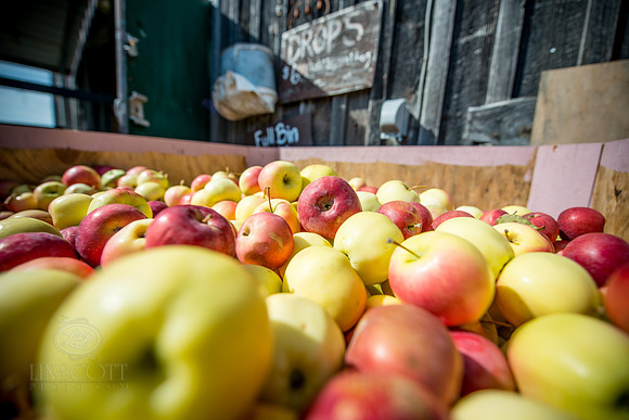Apple Bin